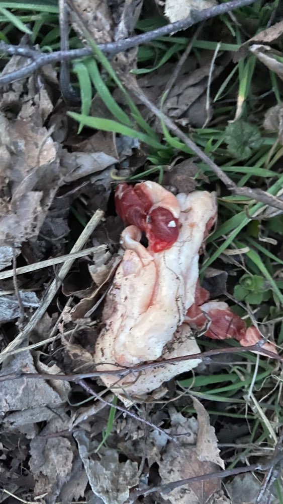 Giftköder-Fleisch ausgelegt-Profilbild