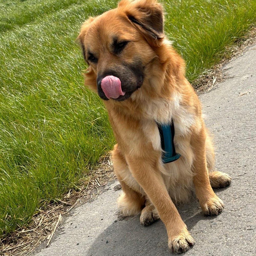 Hundetreffen-Hobbit sucht Spielkameraden-Profilbild