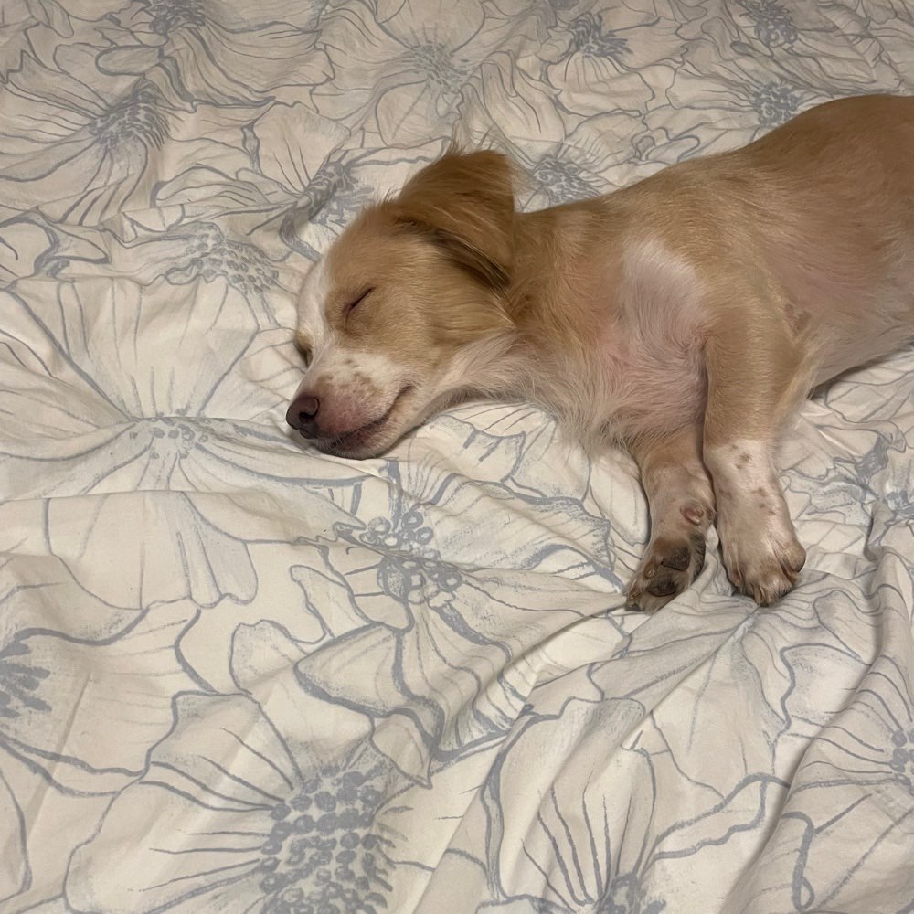 Hundetreffen-Gemeinsames Gassi gehen in Rüsselsheim ☺️-Profilbild