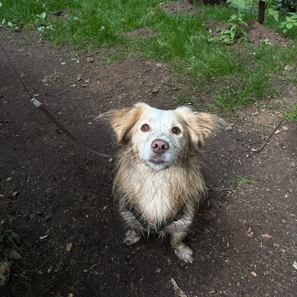 Hundetreffen-Gassigehen/Playdate 💞-Profilbild