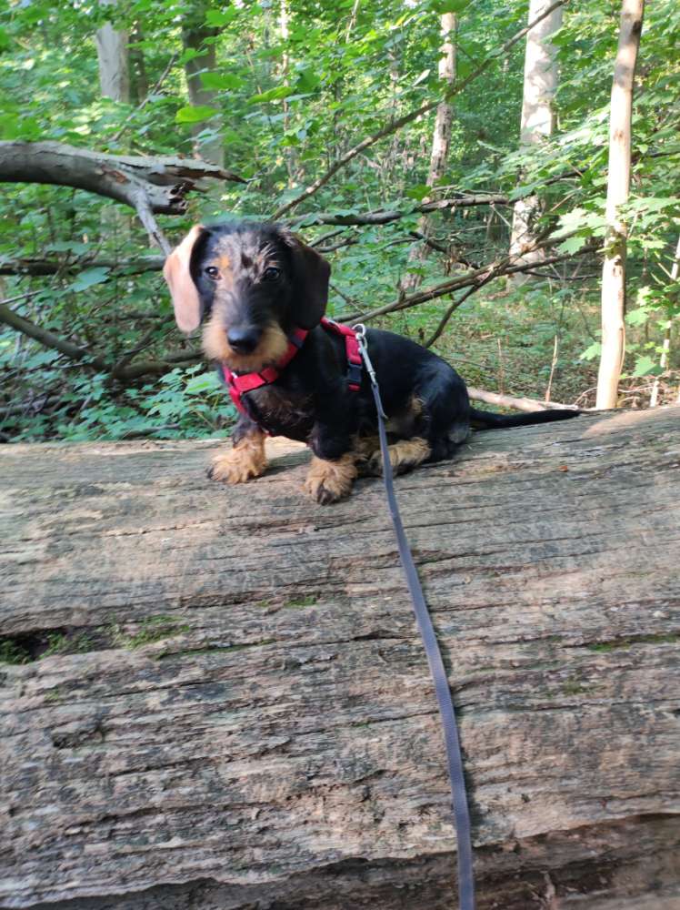 Hundetreffen-Spielfreude gesucht-Profilbild