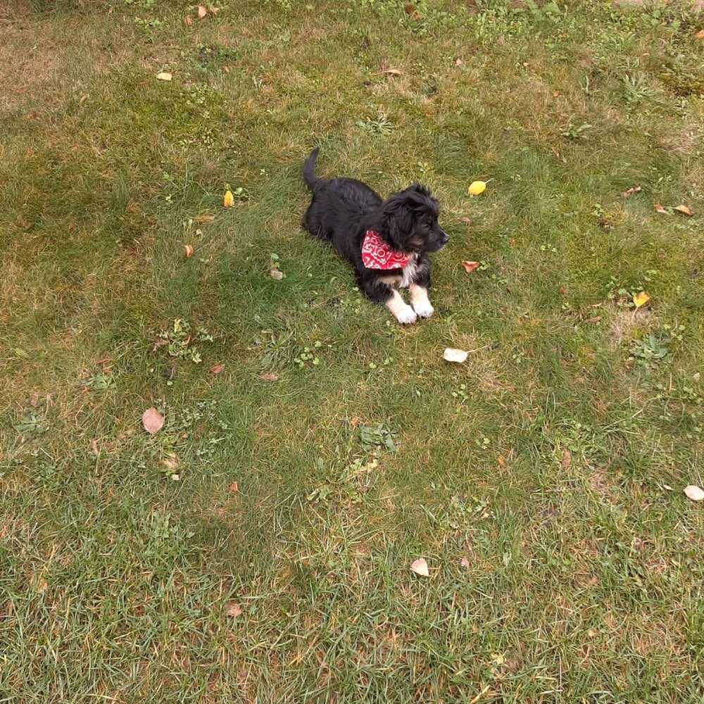 Hundetreffen-Treffen mit verspielten Hunden-Profilbild