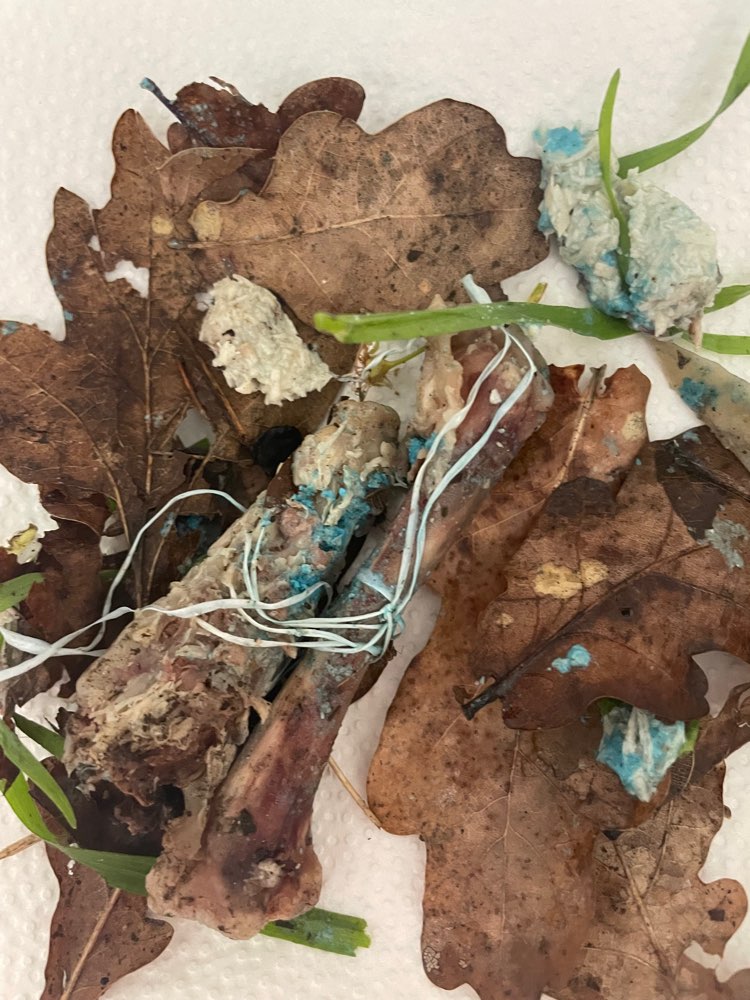 Giftköder-Giftköder-Profilbild