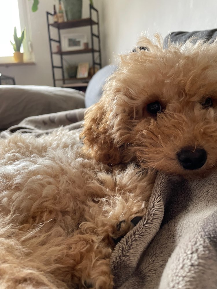 Hundetreffen-Spiel- und Trainingspartner*in gesucht-Profilbild