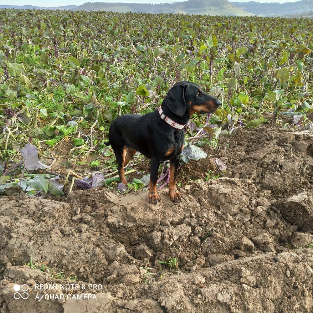 Hundetreffen-Wir sind gerne draußen-Profilbild