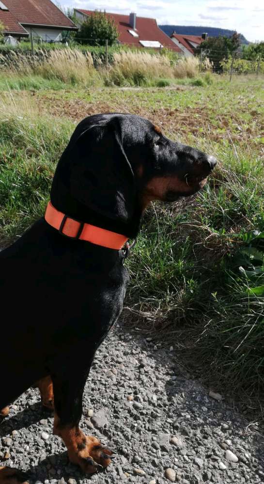 Hundetreffen-Gemeinsam spielen und laufen-Profilbild