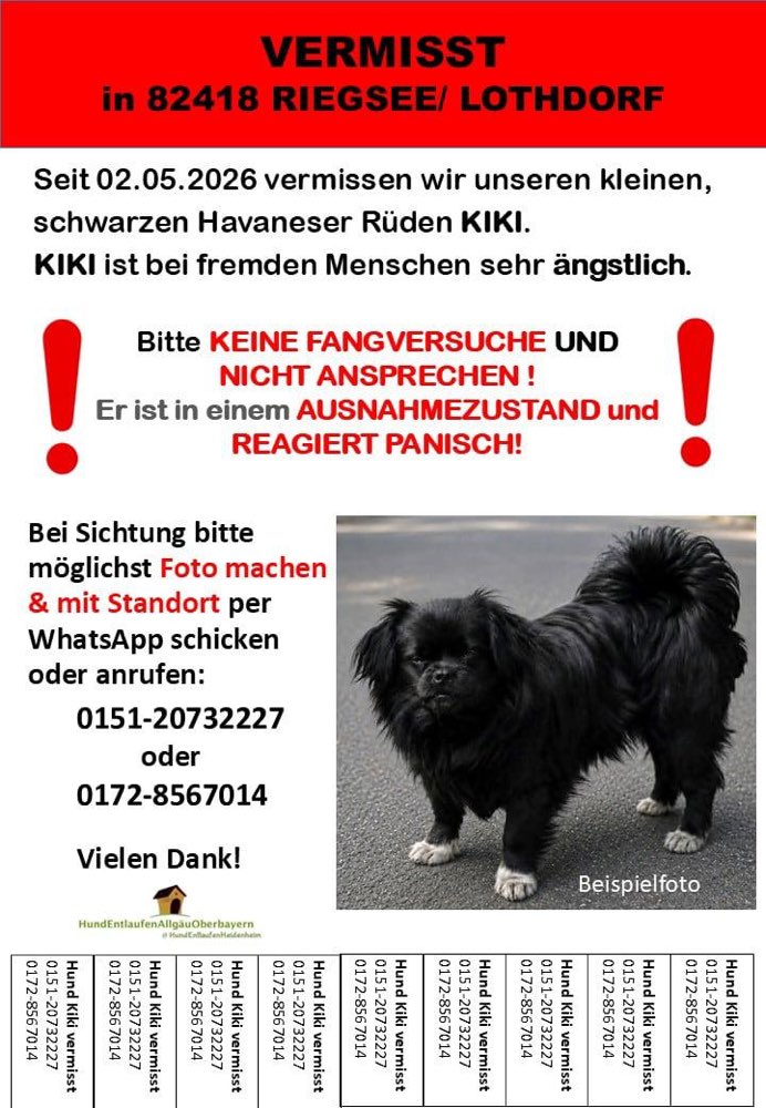 Suchmeldung-Kiki/ Kiko-Profilbild