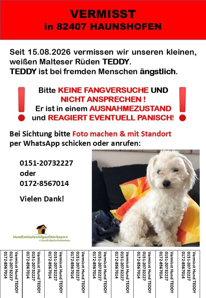 Suchmeldung-Teddy-Profilbild
