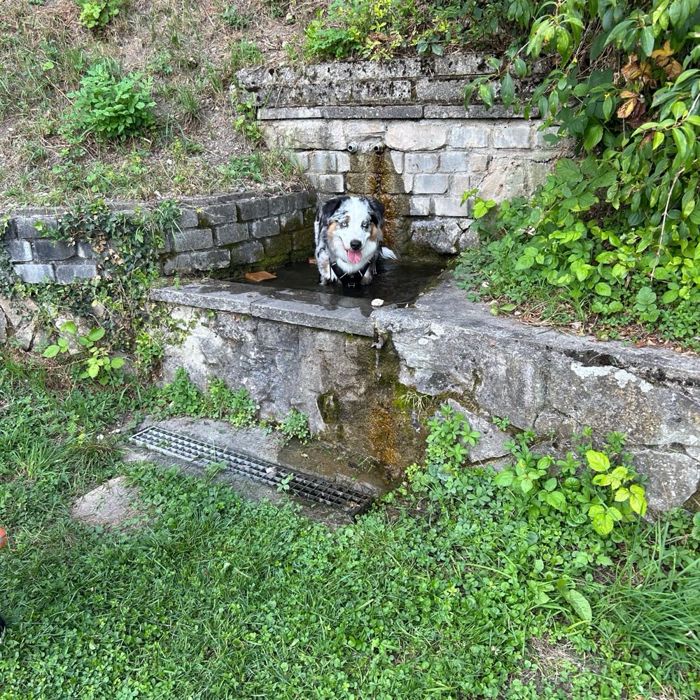 Hundetreffen-Spielspaß auf dem CVJM-Platz in Geradstetten-Profilbild