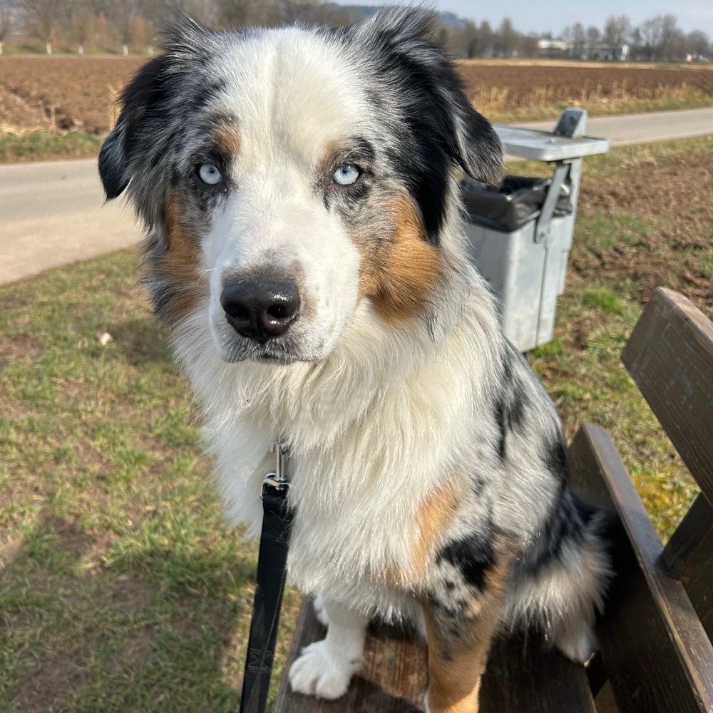 Hundetreffen-Fellfreunde für Spiel und Spaß-Profilbild