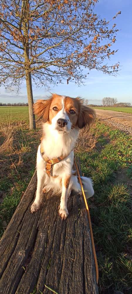 Hundetreffen-Gassi Treffen Mittelgroße Hunde-Profilbild