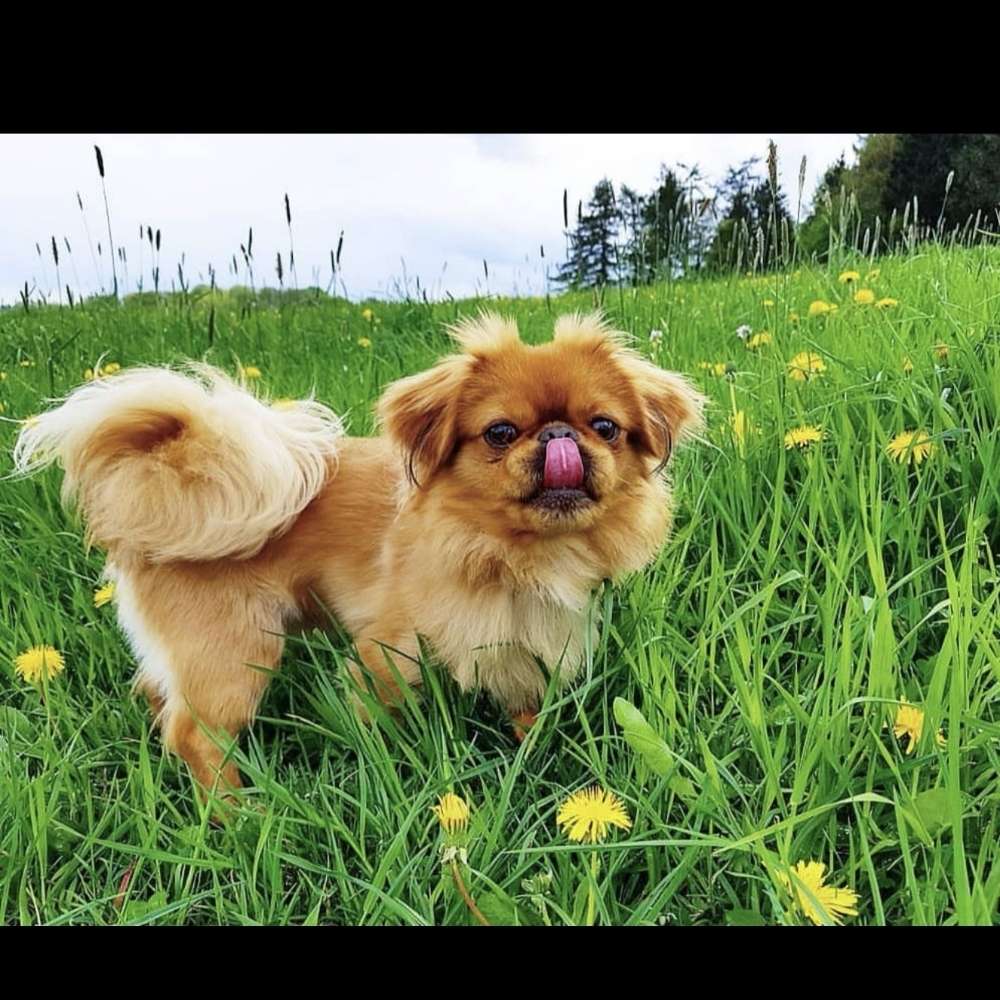 Hundetreffen-Spazieren & Spielen-Profilbild