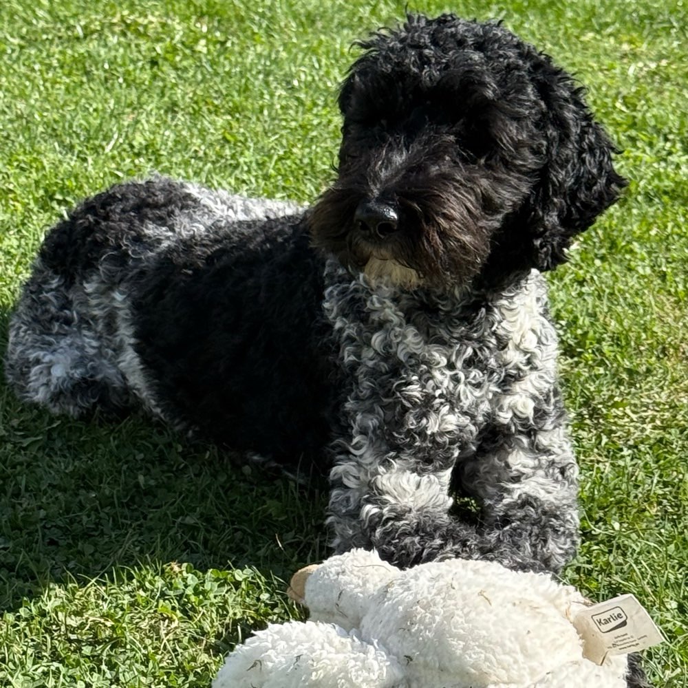 Hundetreffen-Gassi-Runde-Profilbild