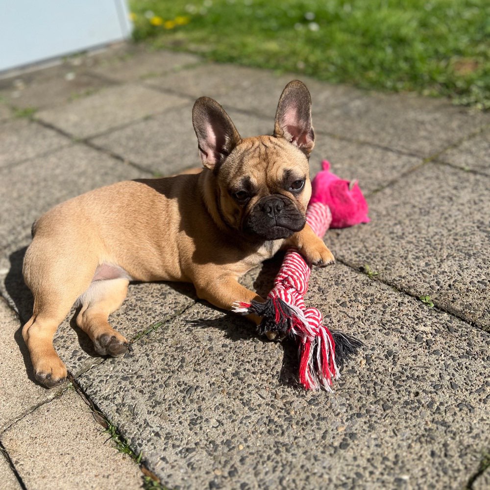 Hundetreffen-Spielrunde/Walk Social-Profilbild