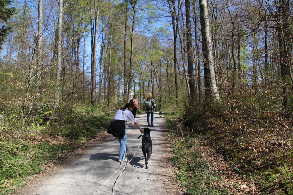 Hundetreffen-Hundebegegnungen-Profilbild