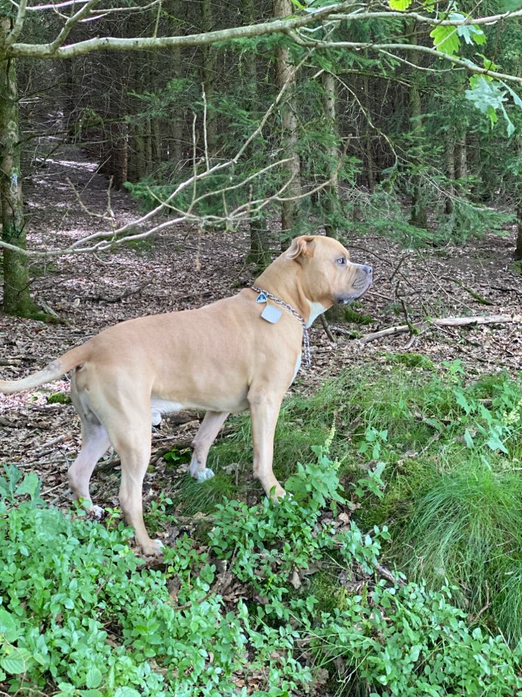 Hundetreffen-Coco sucht neue Spiel Freunde-Profilbild