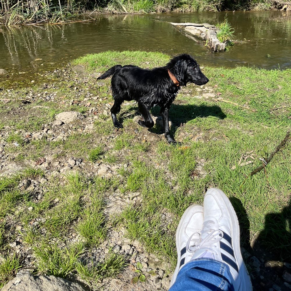 Hundetreffen-Hundetreffen Westerholtsche Wiese-Profilbild