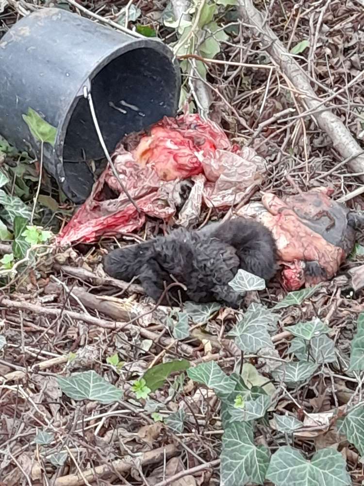 Giftköder-Tierkadaver-Profilbild