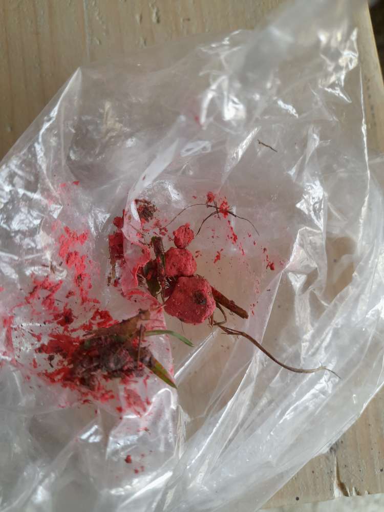 Giftköder-Knallrote Bröckchen mgl. Rattengift-Profilbild