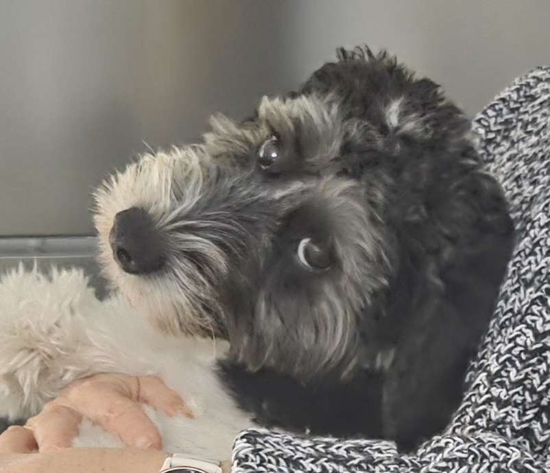 Hundetreffen-Spielfreunde in Pankow gesucht-Profilbild