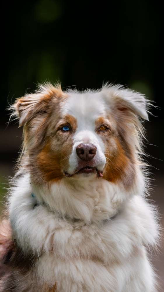 Hundetreffen-Hundefreunde und Fotografie - Wolbeck-Profilbild