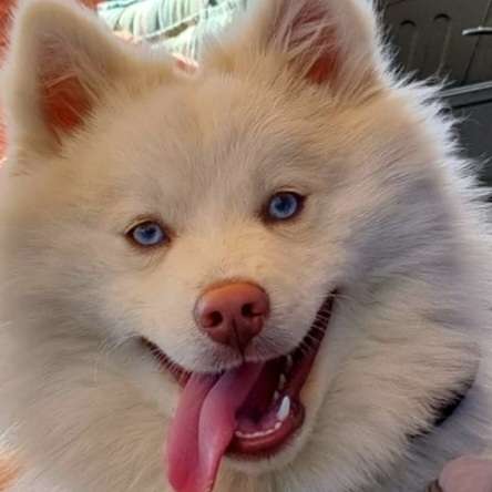 Hundetreffen-Hunde zum spielen gesucht oder gemeinsame Spaziergänge-Profilbild