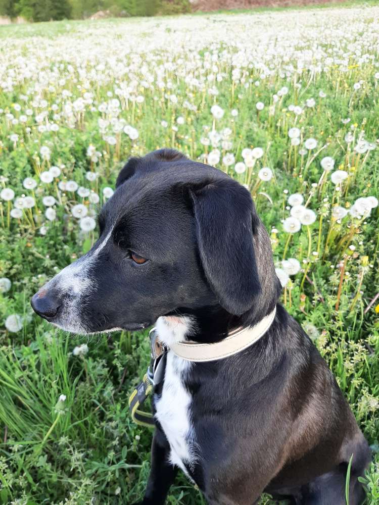 Hundetreffen-Hundetreffen Weißenburg-Profilbild