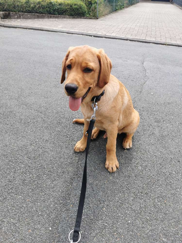 Hundetreffen-Welpentreffen in Hörstel Riesenbeck Kanal-Profilbild