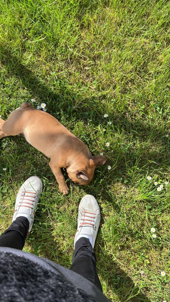 Hundetreffen-Welpen /Junghundtreffeb-Profilbild