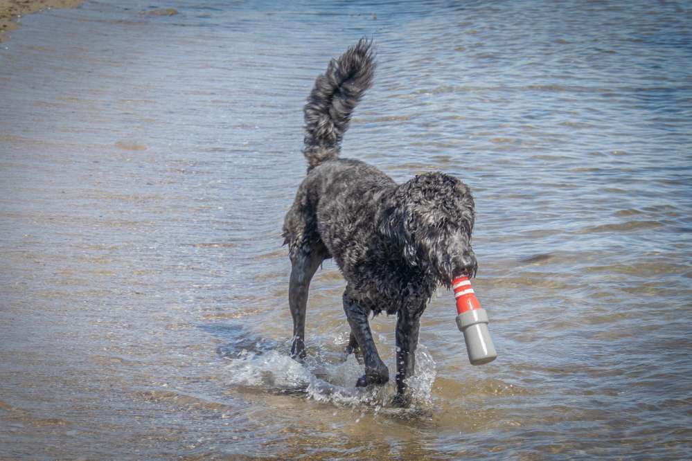 Hundetreffen-Toben, Laufen, springen und ganz viel Spielen-Profilbild