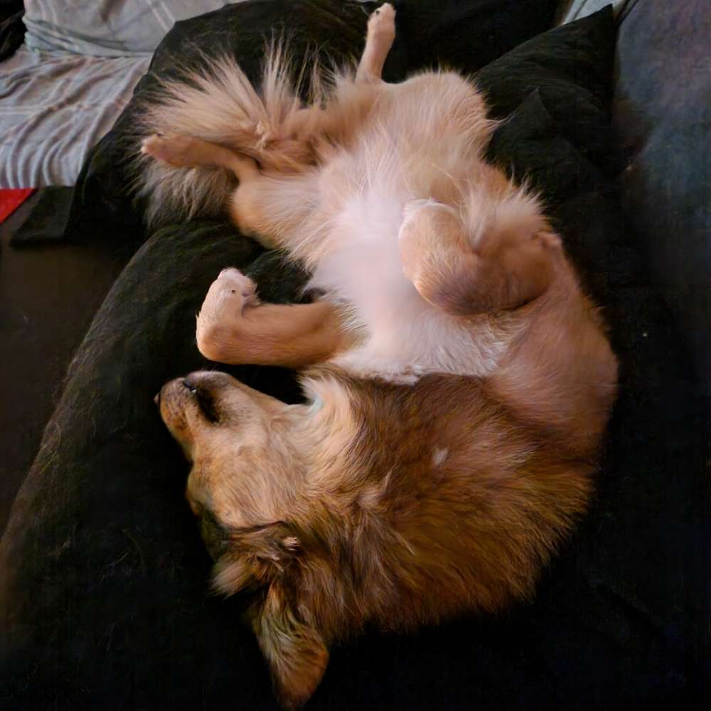 Hundetreffen-Spielgefährten für Floki Nortorf/Aukrug/Rendsburg/Neumünster Umgebung-Profilbild