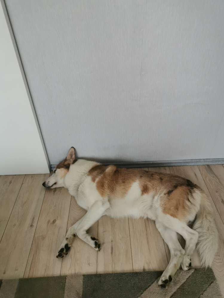 Hundetreffen-Spaziergang an der Leine-Profilbild