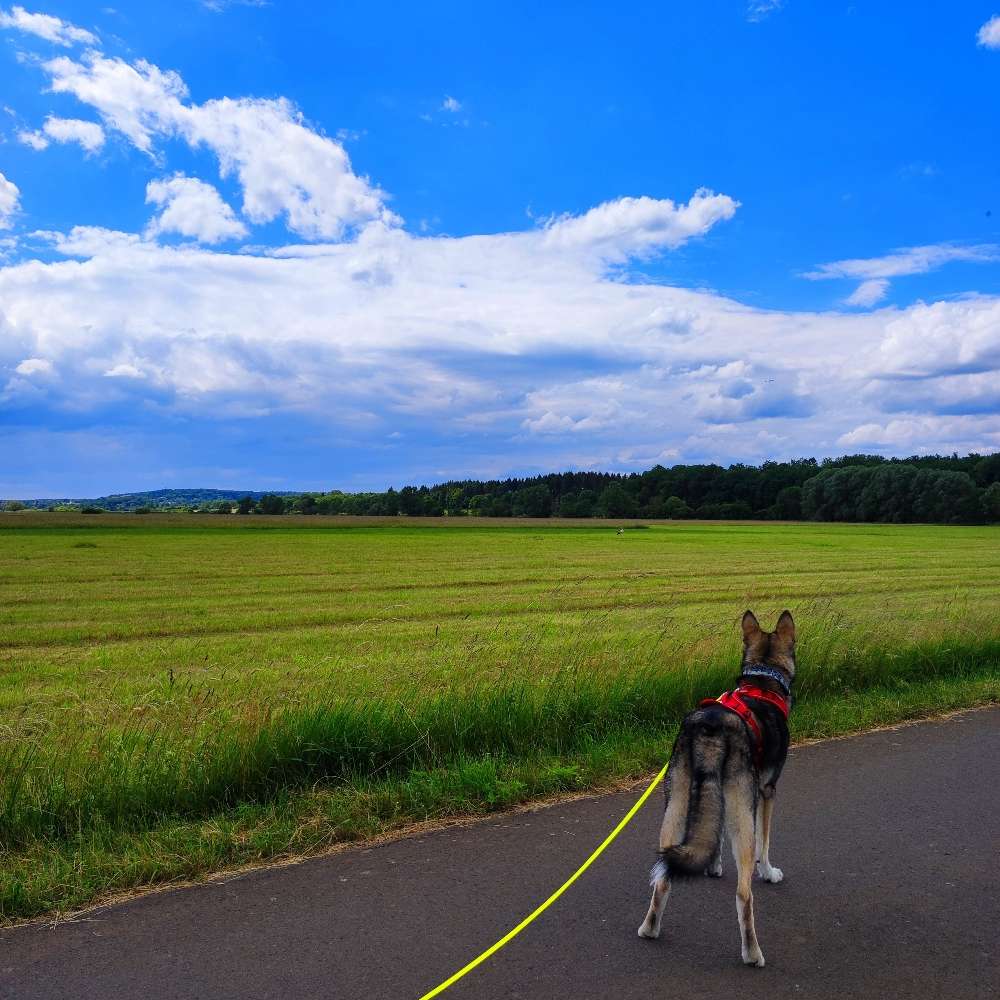 Hundetreffen-Gesucht wird Spielfreund/Gassipartner-Profilbild