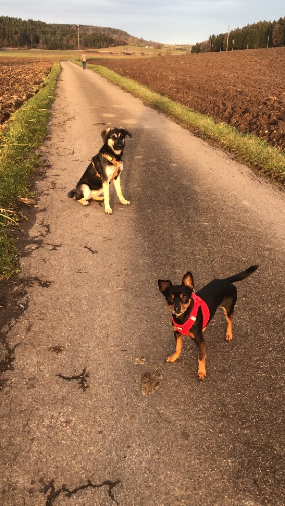 Hundetreffen-Oberndorf geht Gassi - WhatsApp-Gruppe-Profilbild