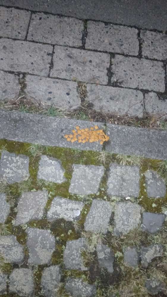 Giftköder-Giftköder-Profilbild