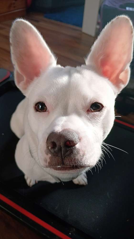 Hundetreffen-Spiel und Spaß-Profilbild