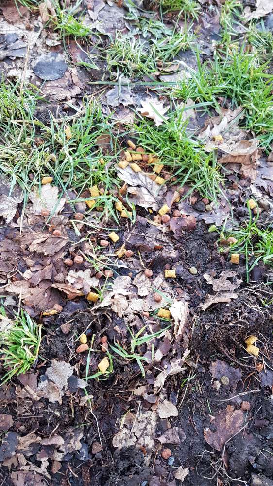 Giftköder-Verdächtiges Katzenfutter-Profilbild