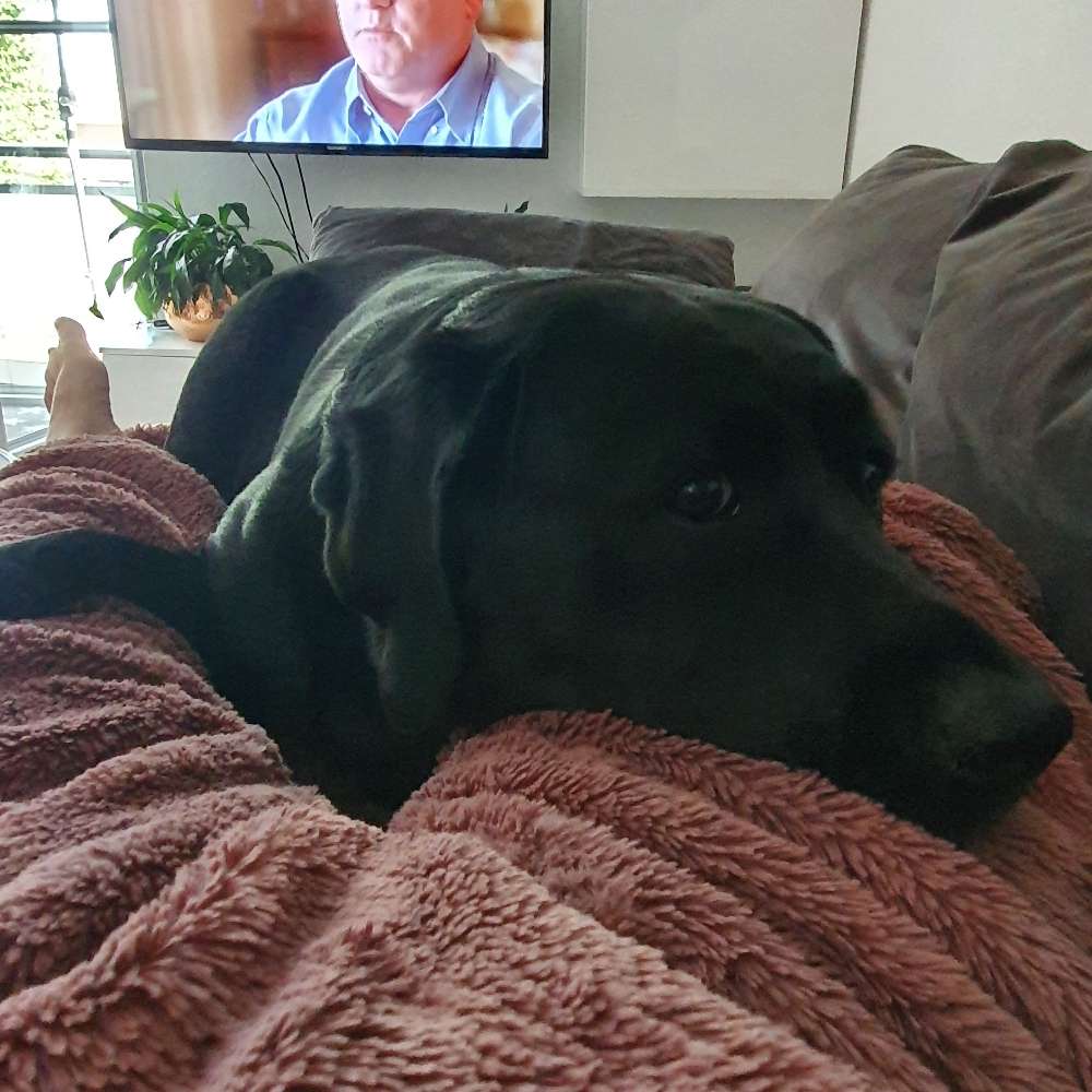 Hundetreffen-Playdate mit Activity-Profilbild