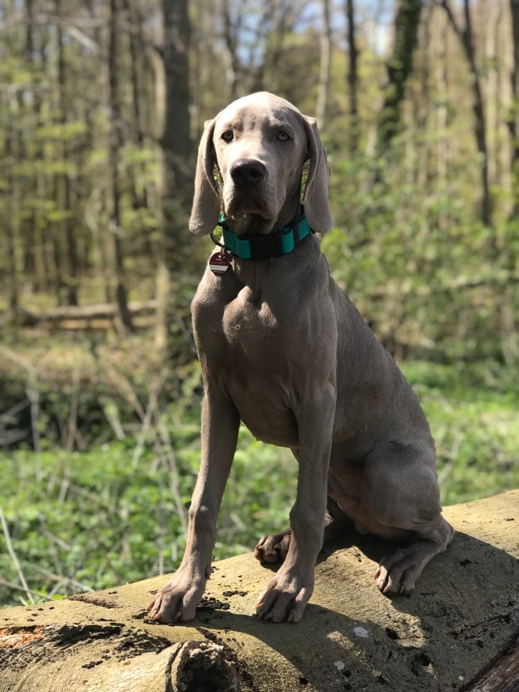 Hundetreffen-Spielgefährten gesucht-Profilbild