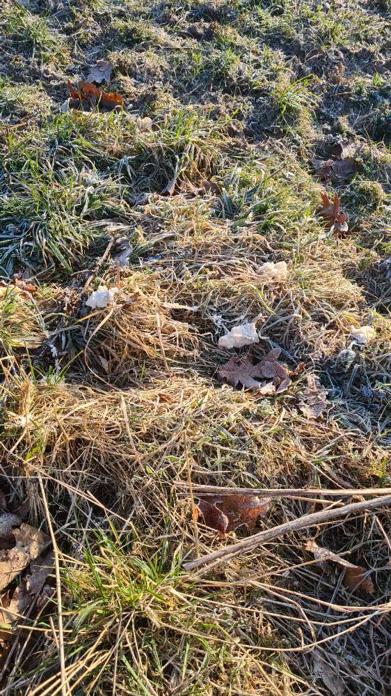 Giftköder-Weiße Brocken auf der Wiese am Zaun-Profilbild