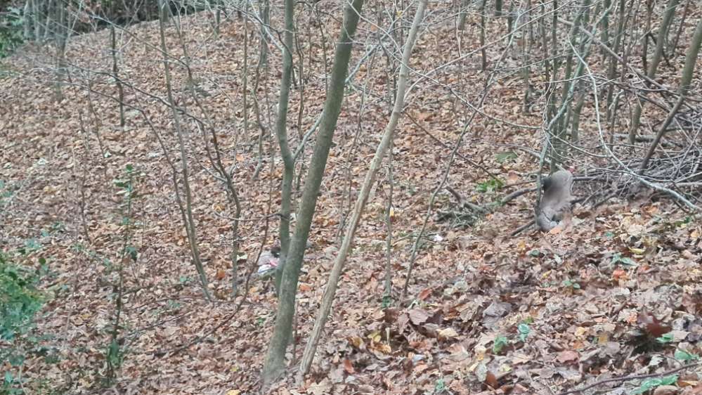 Giftköder-Reh-Eingeweide und -Fell im Wald-Profilbild