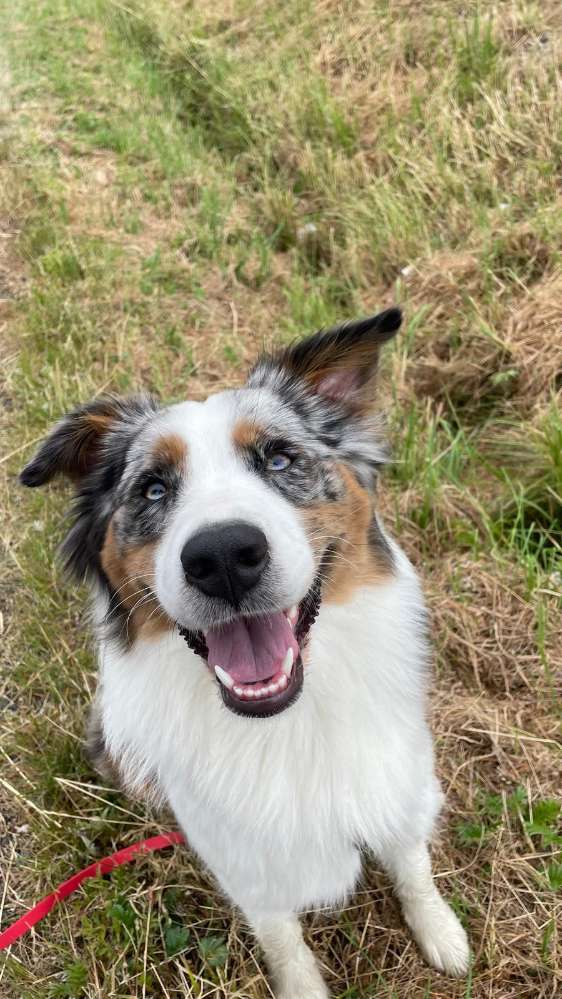 Hundetreffen-Spielrunde mit gute Laune Hund-Profilbild