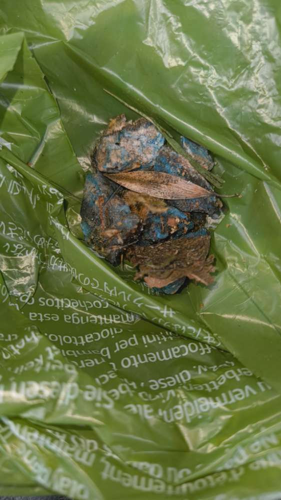 Giftköder-Blaue Brocken vermutlich Rattengift-Profilbild