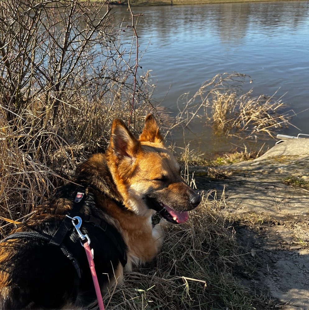 Hundetreffen-Spazieren mit Training-Profilbild