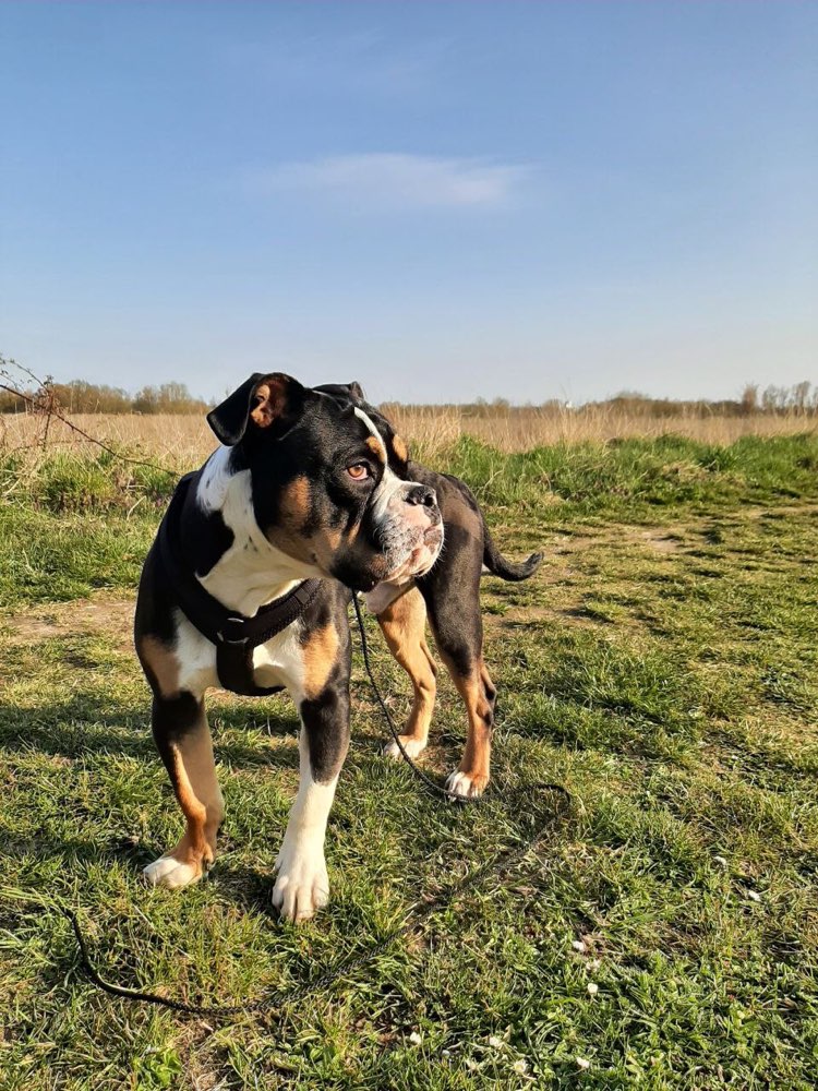 Hundetreffen-Suchen ruhigen Freund zum Spielen oder Gassigehen😊-Profilbild