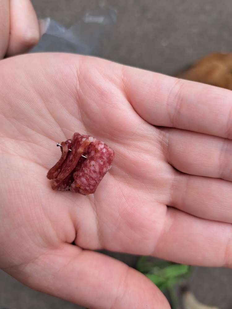 Giftköder-Wurstköder gefunden mit Metallteilen-Profilbild