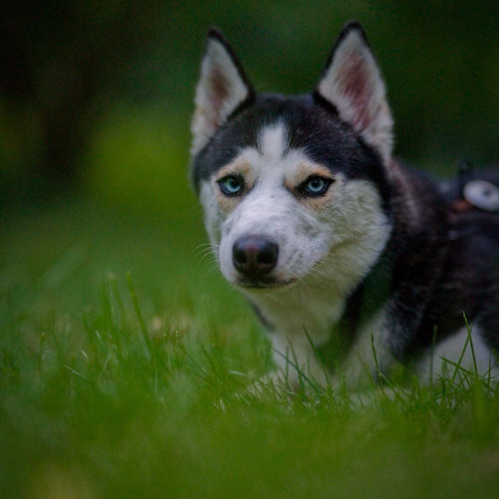 Hundetreffen-Chiva sucht eine Hundefreundin 🐶💛-Profilbild