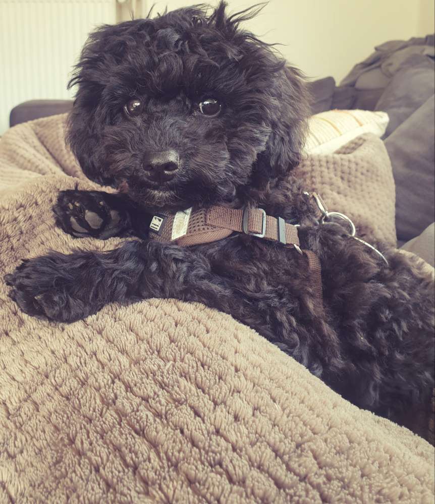 Hundetreffen-Hundetreffen-Profilbild