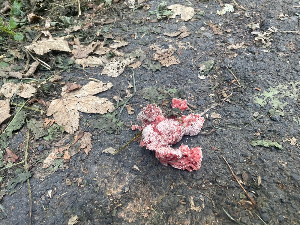 Giftköder-Hackfleisch-Profilbild