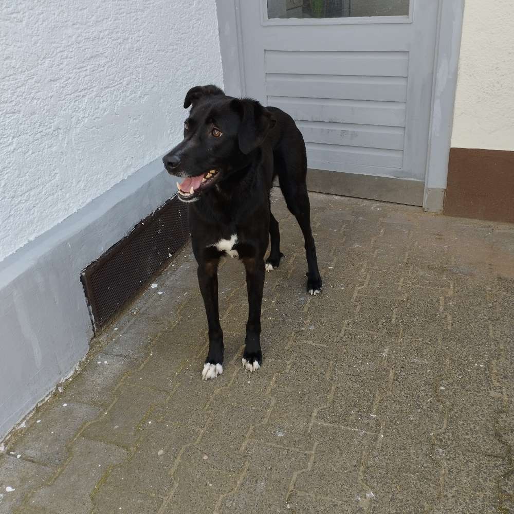 Hundetreffen-Gassi gehen und Lernen-Profilbild